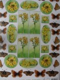 IT0427 Bloemen/vlinders